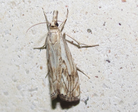 Catoptria falsella - Crambidae